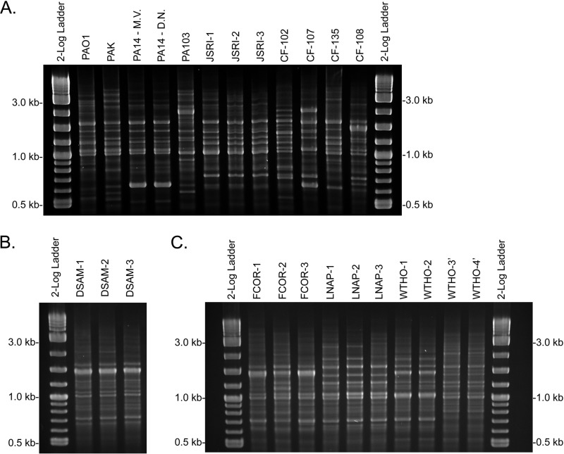 FIG 1