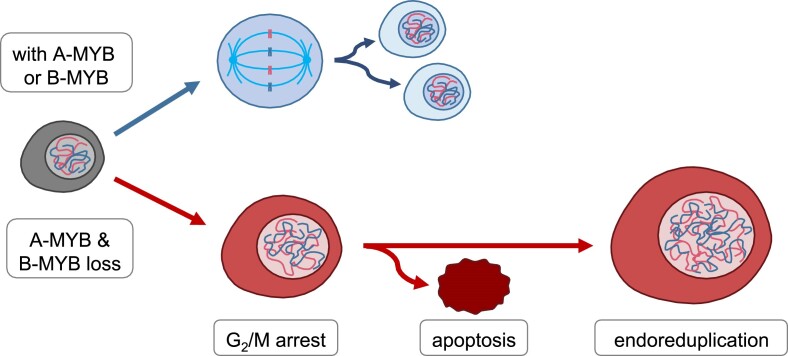 Graphical Abstract