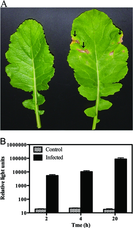 Fig 5