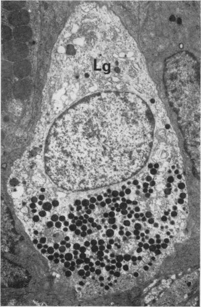 Fig. 15