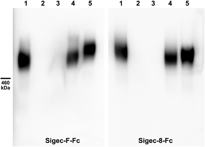 Figure 7