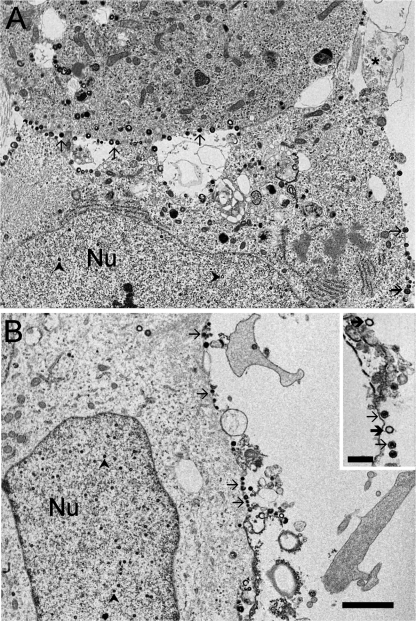 Fig. 8.