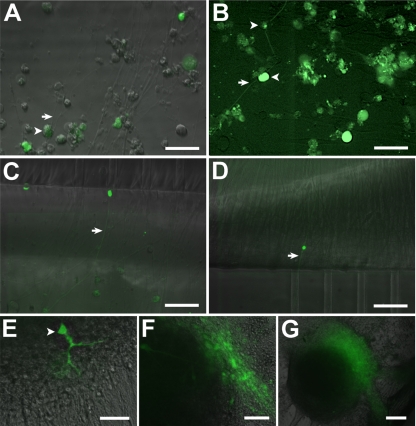 Fig. 9.