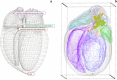 Fig. 12