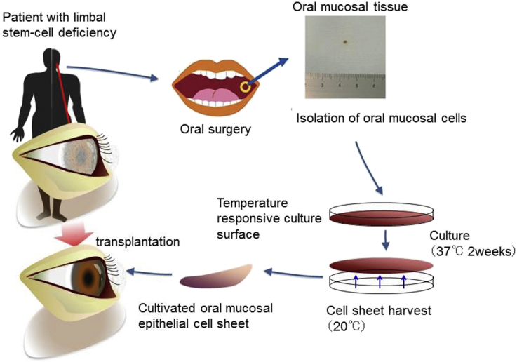 Fig. 3