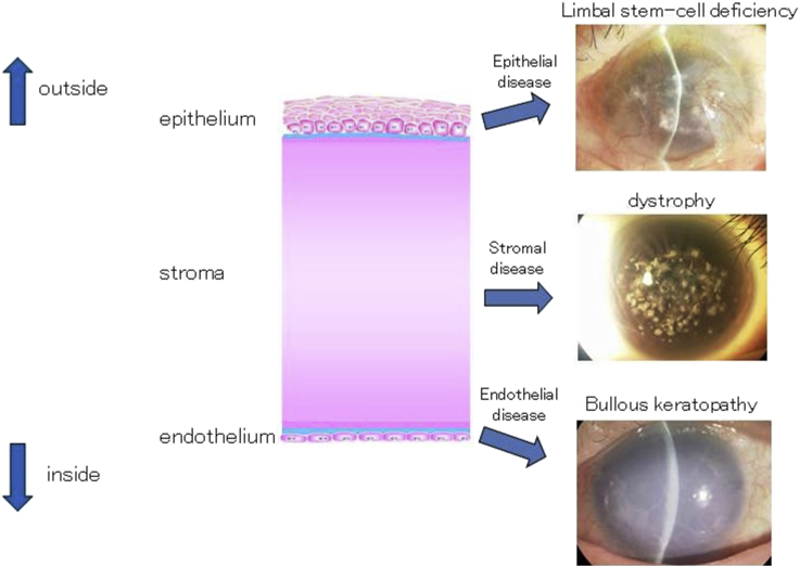 Fig. 2