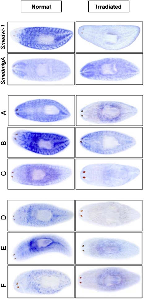 Figure 3.