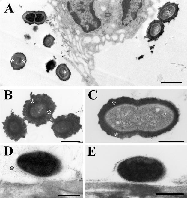 FIG. 8.