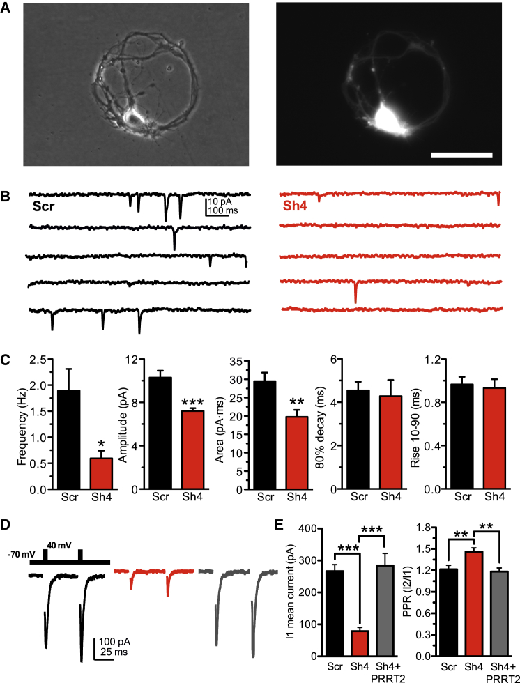 Figure 4