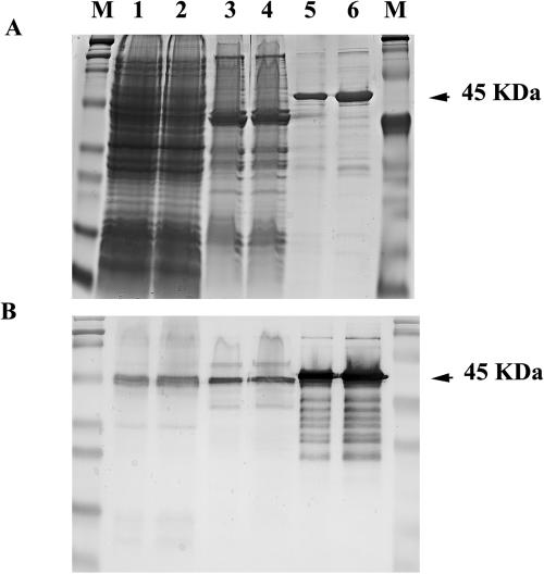 FIG. 1.