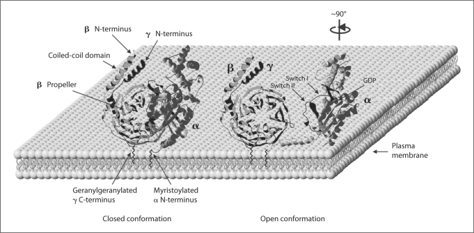 Fig. 1