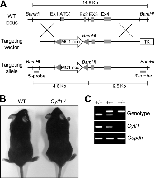 FIGURE 1.