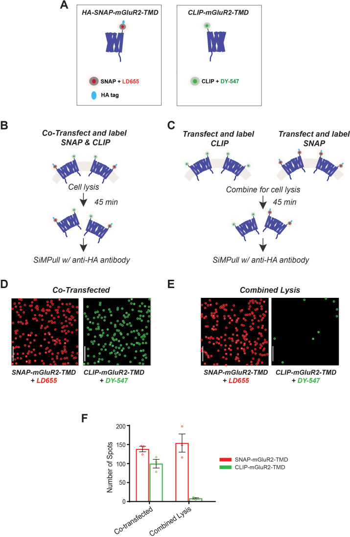 Figure 1—figure supplement 1.