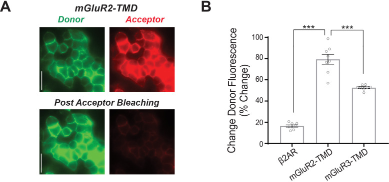 Figure 1—figure supplement 3.