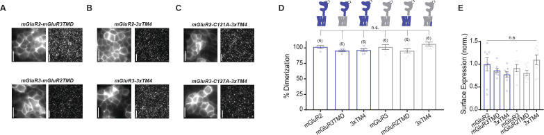 Figure 2—figure supplement 6.