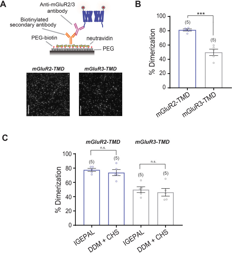 Figure 1—figure supplement 2.