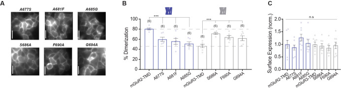 Figure 2—figure supplement 4.