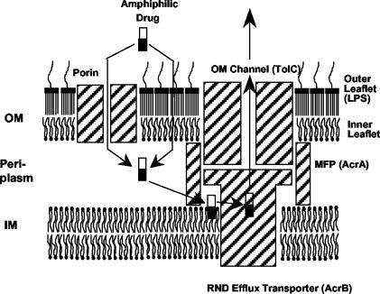 FIG. 1.