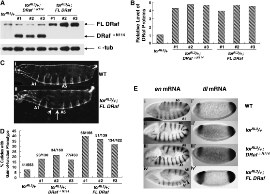 Figure 3.—