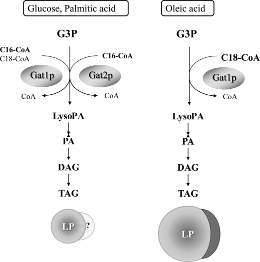 FIGURE 12.