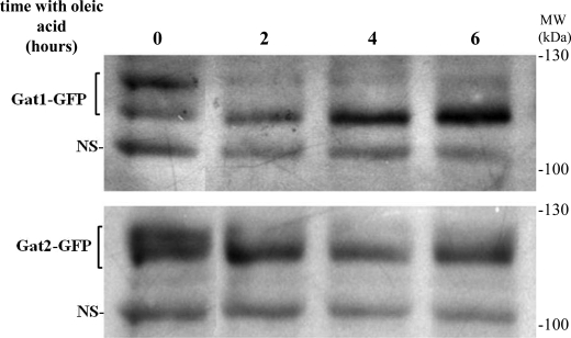 FIGURE 11.