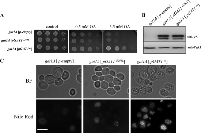 FIGURE 3.