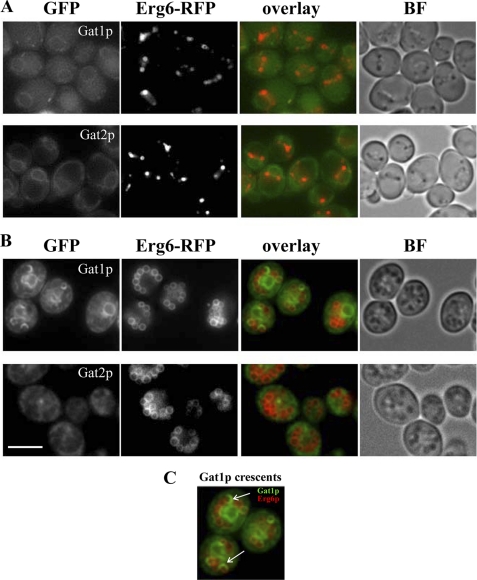 FIGURE 5.