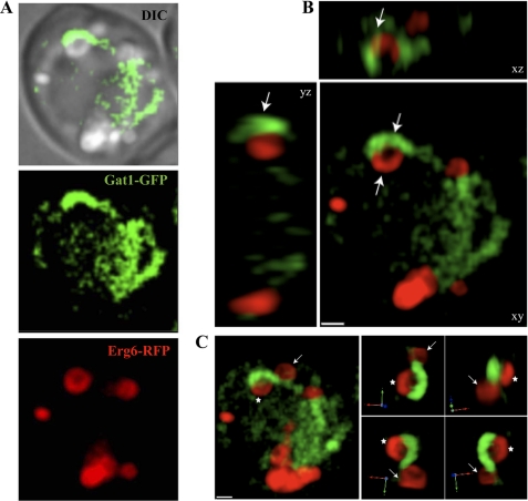 FIGURE 6.