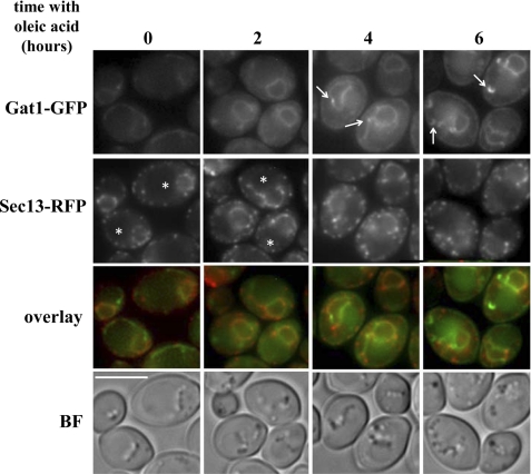 FIGURE 10.