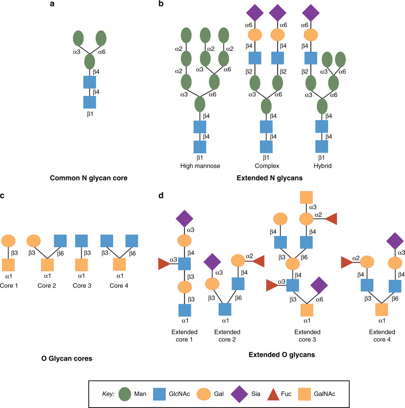 Finding the sweet spot: glycosylation mediated regulation of intestinal ...