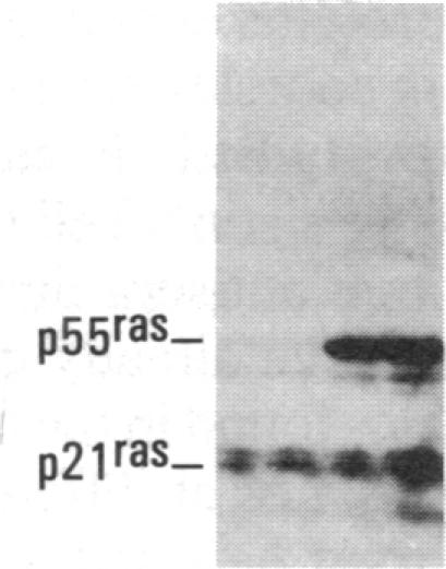 graphic file with name pnas00363-0132-c.jpg