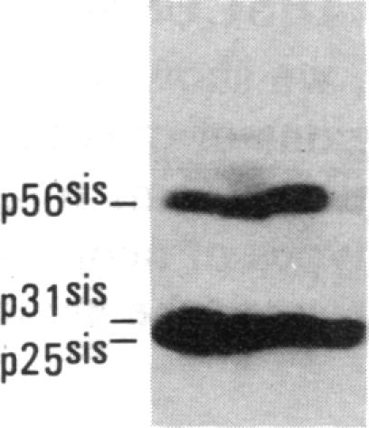 graphic file with name pnas00363-0130-a.jpg