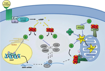 Figure 2