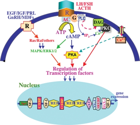 Figure 1