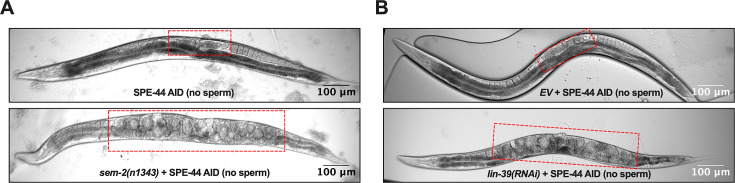 Figure 6—figure supplement 1.