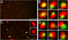 FIG 3