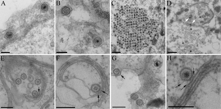 FIG 2