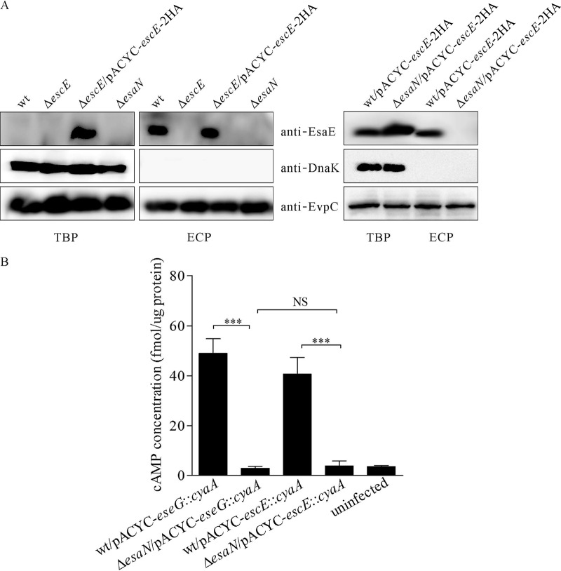 FIG 1