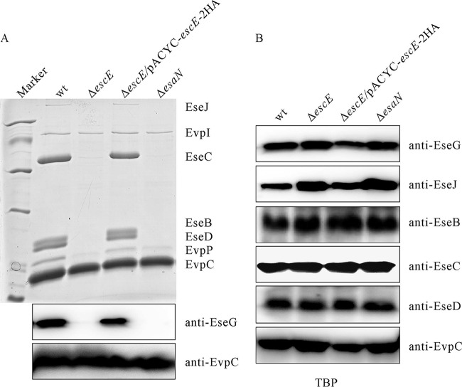 FIG 2