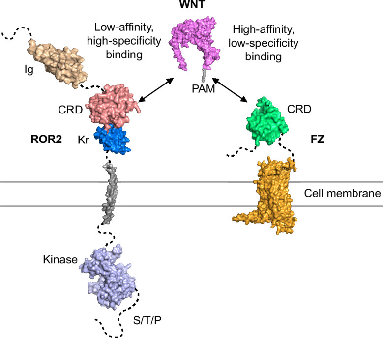 Figure 6.