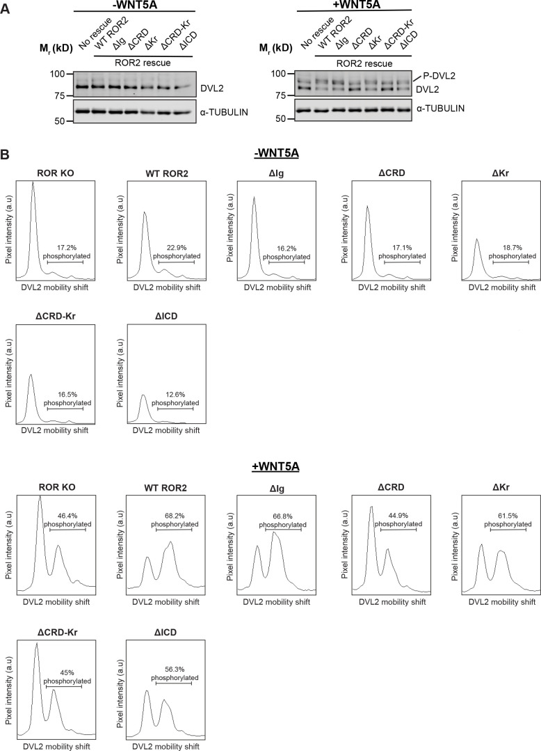 Figure 3—figure supplement 2.