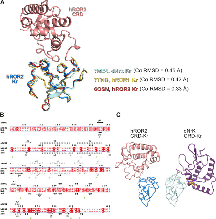 Figure 1—figure supplement 2.