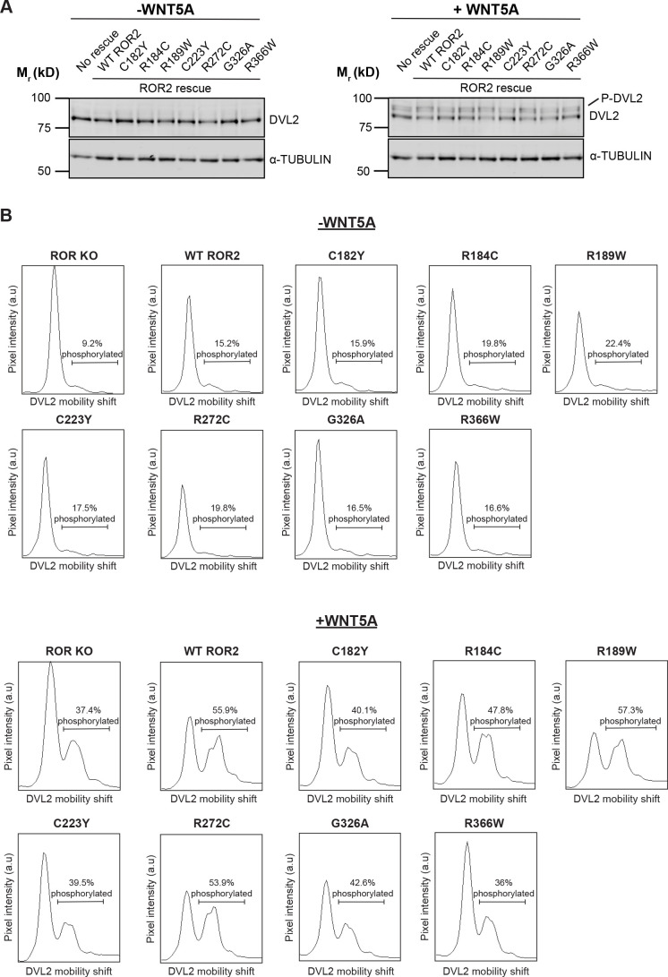 Figure 5—figure supplement 1.