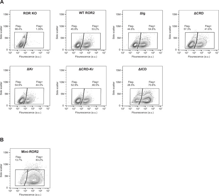 Figure 3—figure supplement 1.