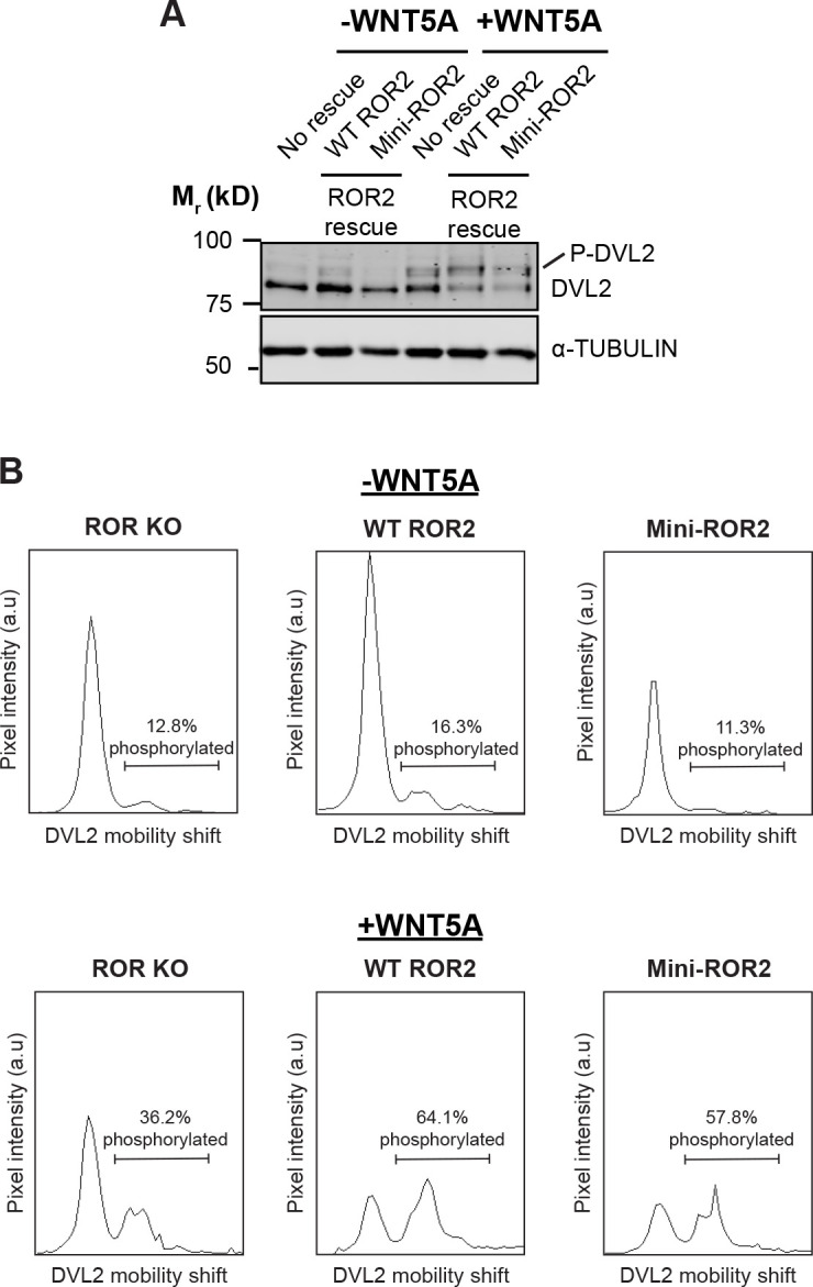 Figure 3—figure supplement 3.