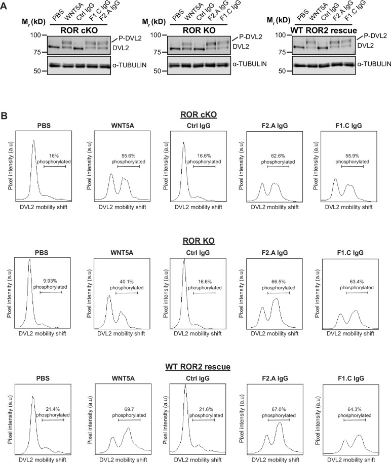 Figure 4—figure supplement 1.