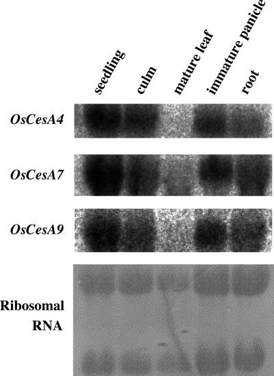 Figure 5.