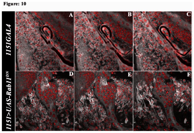 Figure 10