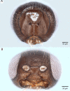 Figure 44