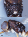 Figure 56